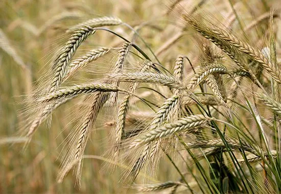 barley5