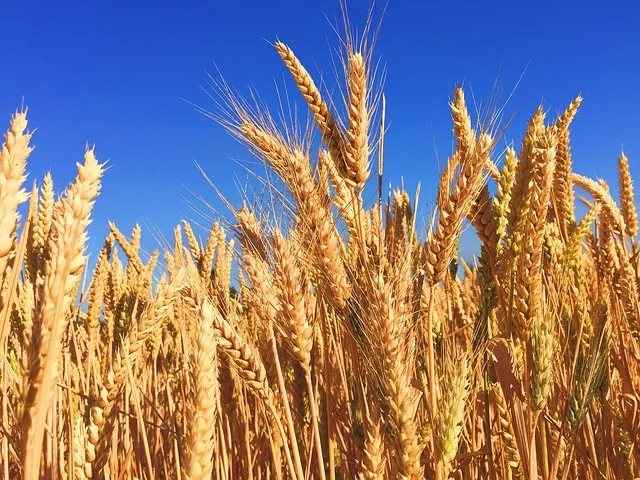 wheat 863392 640